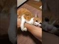 撫で方が気に食わにゃい猫。　#shorts
