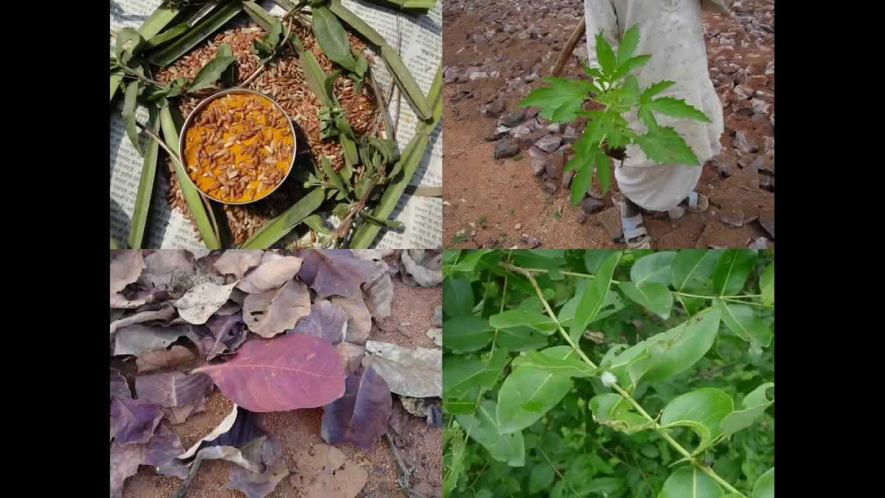 Medicinal Rice P5O Formulations for Glyceria Excess: Pankaj Oudhia's Medicinal Plant Database