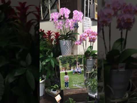 伊那市 花屋さん 開店祝い お花 Youtube 伊那市 花屋さん 開店祝い お花 Youtube