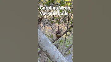 Carolina Wren Calls 🐦🎼