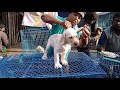 Galiff street pet market kolkata || exotic cute dogs ||exotic birds ||wholesale pet || fish || HD