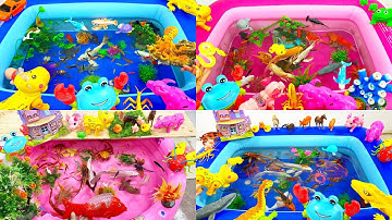 Tổng hợp video động vật dễ thương,chim cánh cụt,cá sấu,cá heo,cá mập,cá đuối,bọ ngựa,cá chép,cá nhỏ