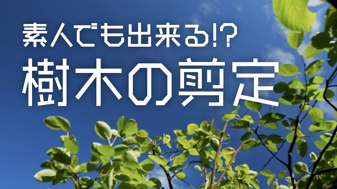 素人にも出来る 樹木の剪定 ジューンベリー コンポスト Youtube