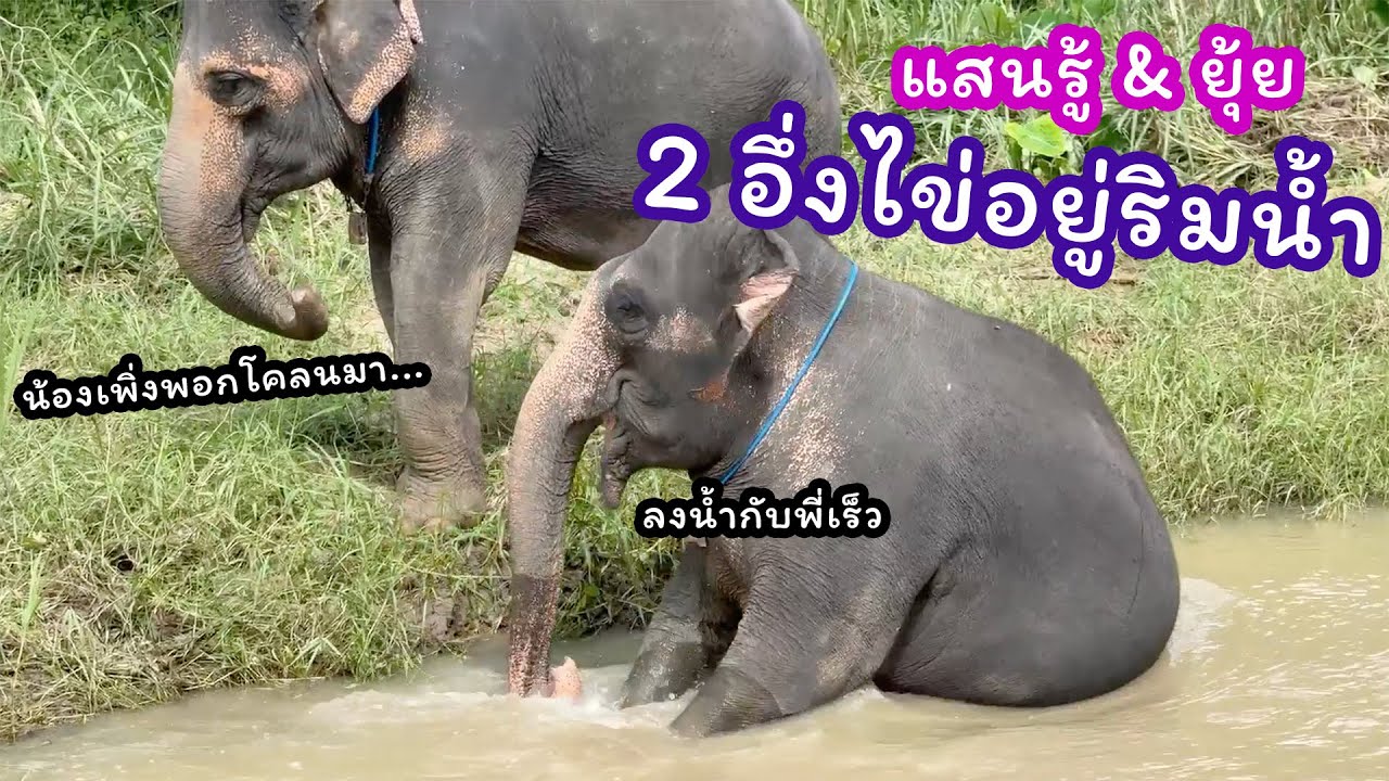 ตามติดชีวิตช้าง Daily Live 26 ก.ย. 2567 ทีมแอดมินไปดูสองสาวที่ริมน้ำ