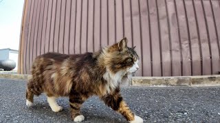 A cat I met at the fishing port showed me around the island