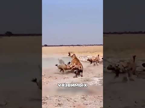 Дикие собаки ПОСТАВИЛИ льва на МЕСТО🐕🦁⚔️