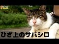 【野良猫】ひざ上のサバシロ【地域猫】