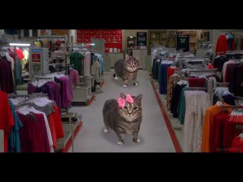 OIIAOIIA CAT AFTER DARK EXTENDED | Oiiaoiia Cat