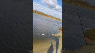 ЛОВИ СУДАКА И БРОСАЙ ЕГО В ВОДУ😉 #fishing #рыбалка #ловлясудака #рыбалканаспиннинг #семьярыбаков