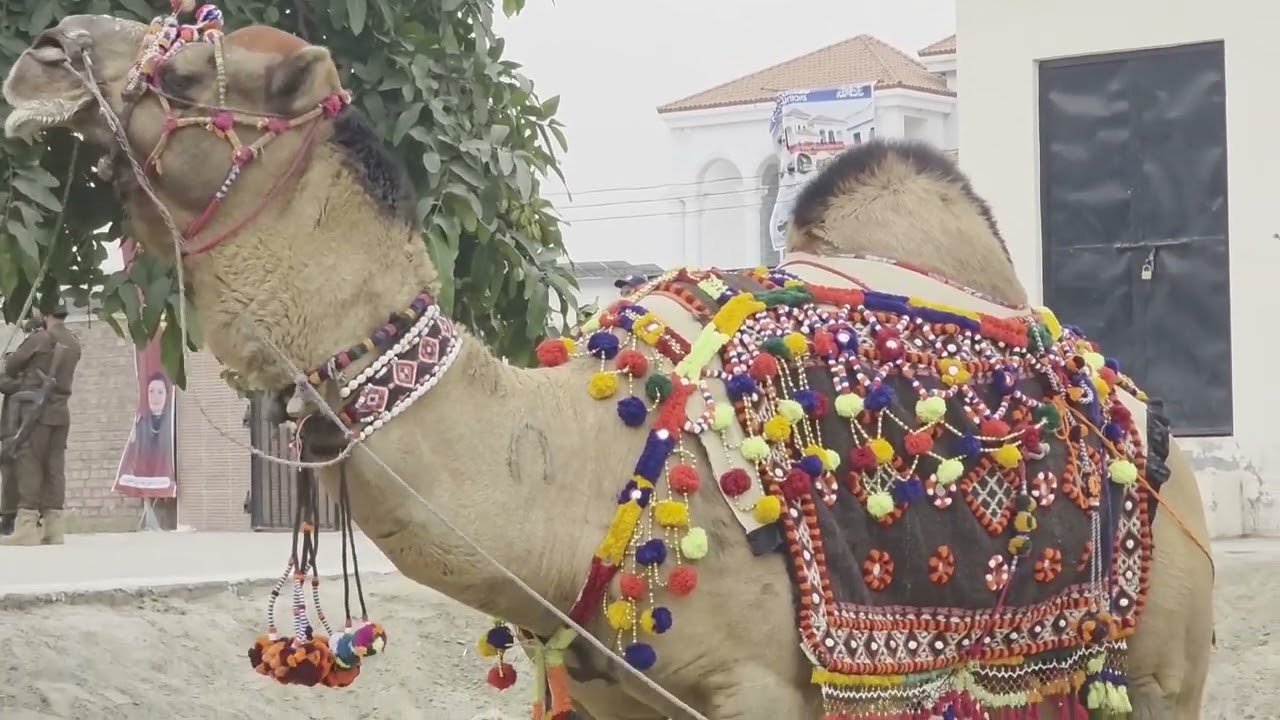 لیہ/دھی رانی پروگرام میں شامل خوبصورت نقش و نگار اور زیورات سے مزین اونٹ عوام کی توجہ کا مرکز بنےرہے