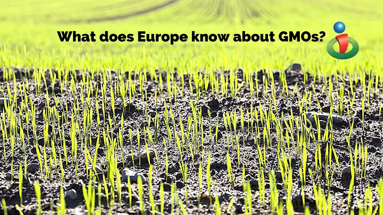 What Europe knows about GMOs that we don't!