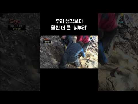 우리 생각보다 훨씬 큰 <strong>칡</strong> #Shorts