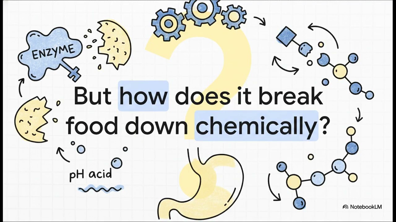 AQA GCSE Biology Revision: Enzymes, Digestion, and Cardiovascular Health Explained