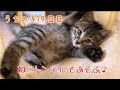 うちの子19日目。ねこトンネルで遊ぶ♪の巻【はちの成長記録#19】