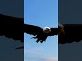 Eagle Flying| Interesting Facts | The Beast World