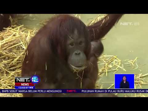 Video: Kebun Binatang di Cologne