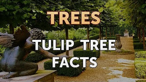 Tulip Tree Facts