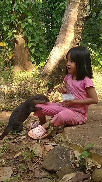 Ngasih makan berang-berang #betinurgustiani #siboni #animals #americanfunnyvideos