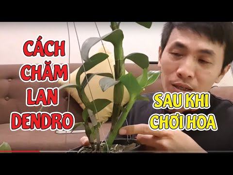 Video Cách Chăm Sóc Lan Dendro Nắng Sau Khi Chơi Hoa Tết - youtube