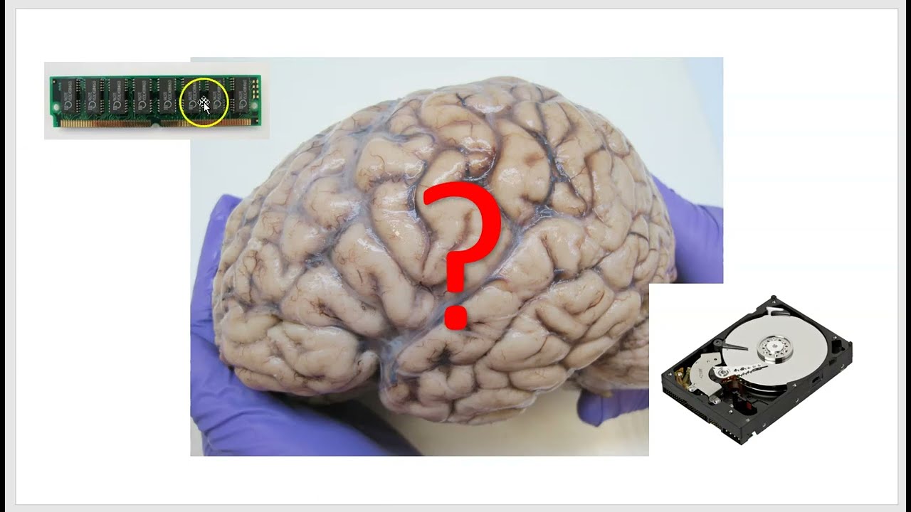 The relationship between working memory and long-term memory part 2