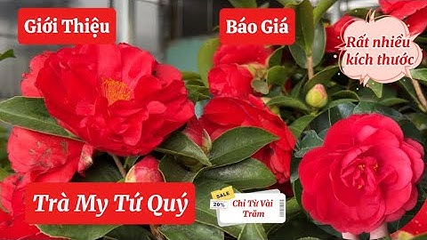 💕12/12 Giới Thiệu, Báo Giá Hoa Trà My Tứ Quý Nhiều Kích Cỡ ☎️0968.750.386