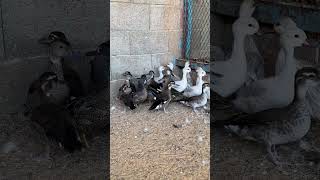 ducks farming tips new breed #birds #duck