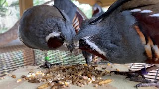 Tips On Raising Mountain Quail