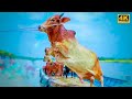 Cow unloading cows cow big cow therajushow village cow show ep  19