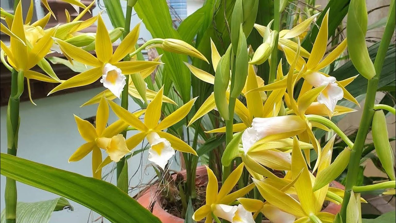 Lan RỪNG ngày 23/2/SĐT: 08666.05553