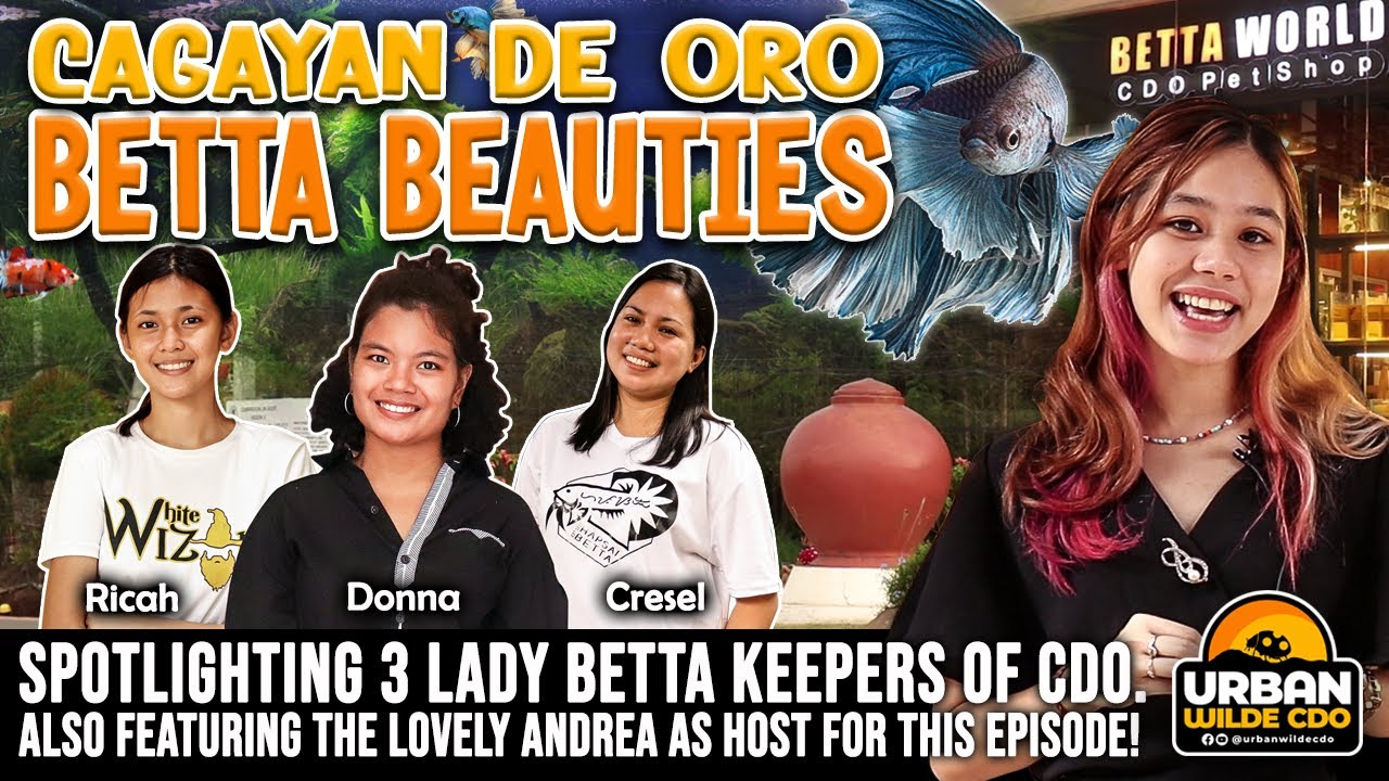 Cagayan de Oro Betta Beauties | Urban Wilde CDO