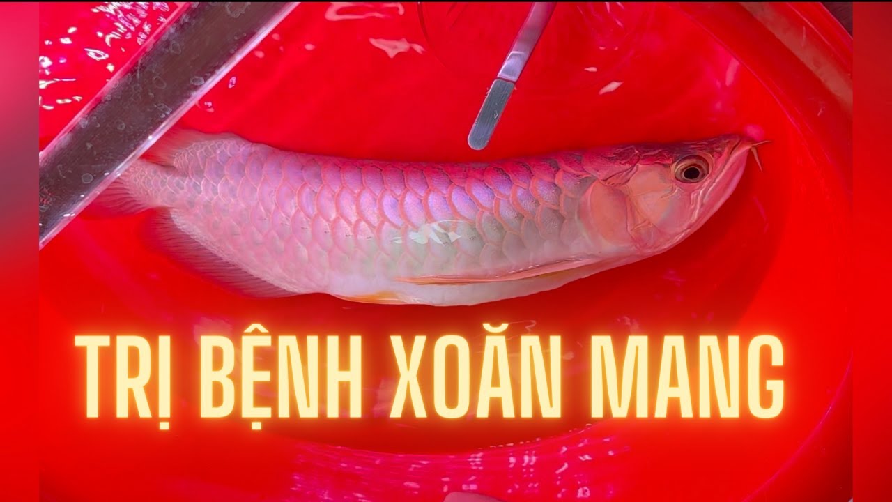 Trị bệnh xoăn mang cá rồng theo cách Indo