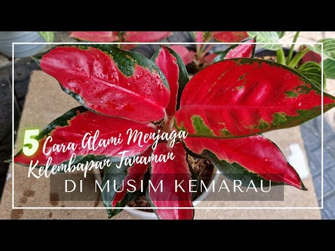 5 Cara Menjaga Kelembapan Tanaman Di Musim Kemarau #tips_kebuncilik