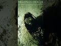 Fiesty Fringehead #short #fish #scuba #muckdiving #deepsea