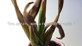 Что Делать, Когда Гиацинт Отцвёл ?