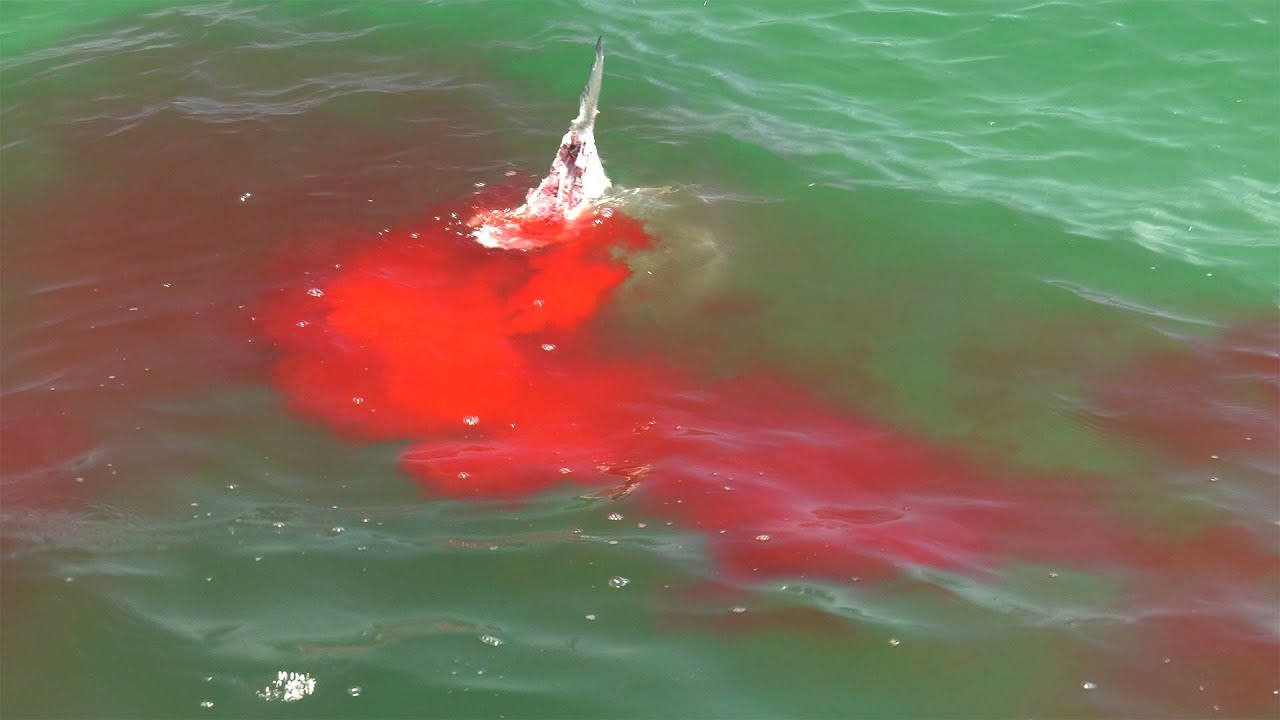 Australia: Surfer dies after shark attack in Emerald Beach