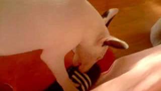 Bull Terrier Maya & The Shoe