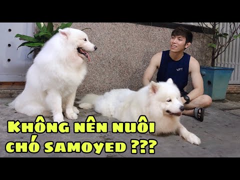 7 Lý Do Không Nên Nuôi Chó Samoyed