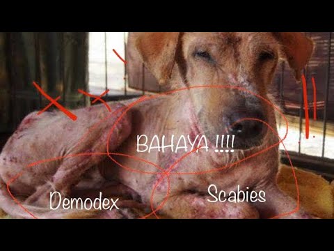 Video: Kulit Melar, Kendor, Dan Menyakitkan Pada Anjing