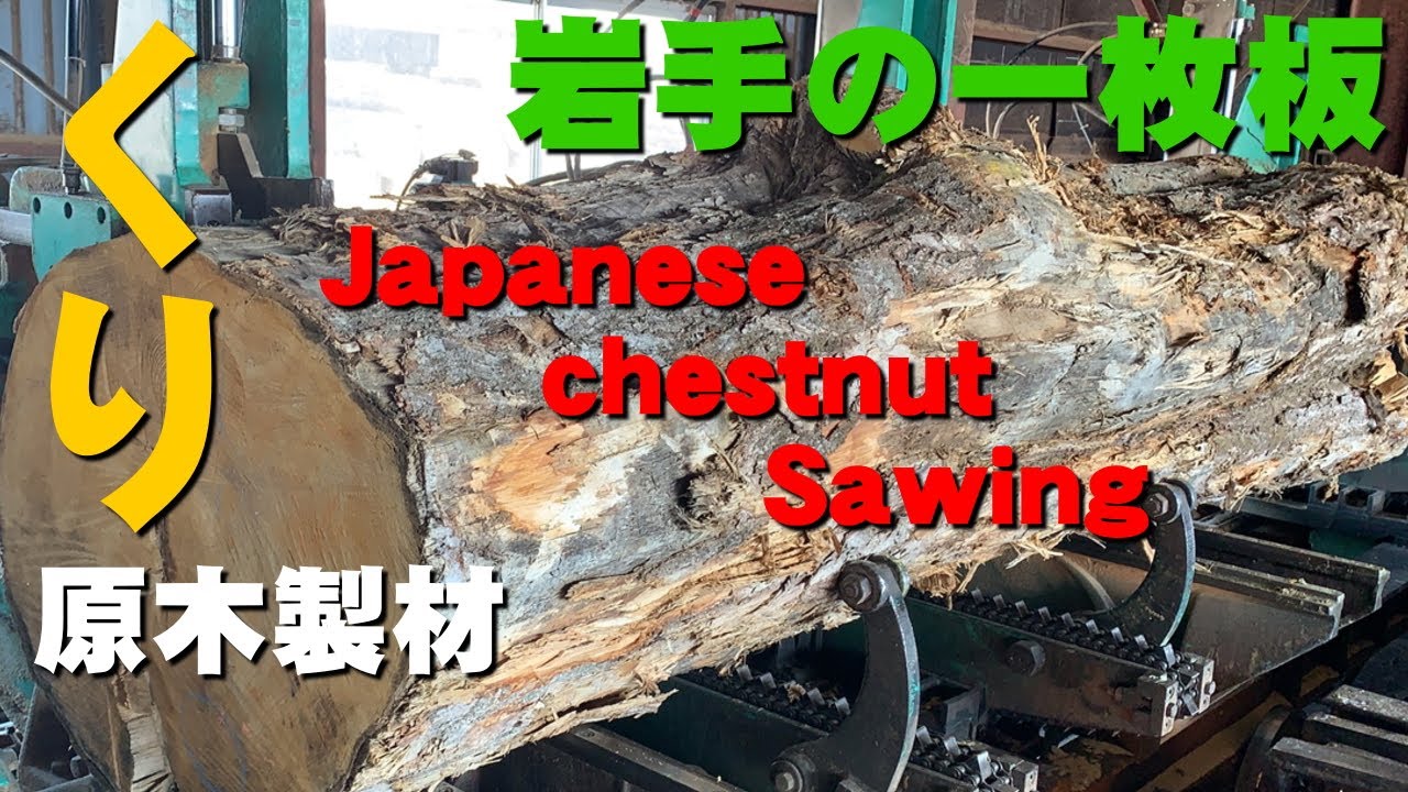 Chestnut Log Milling] Sawing an Irregular Japanese Chestnut Log