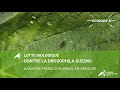 Lutte biologique contre la drosophila suzukii : Ganaspis prend son envol en Ardèche - Episode 3