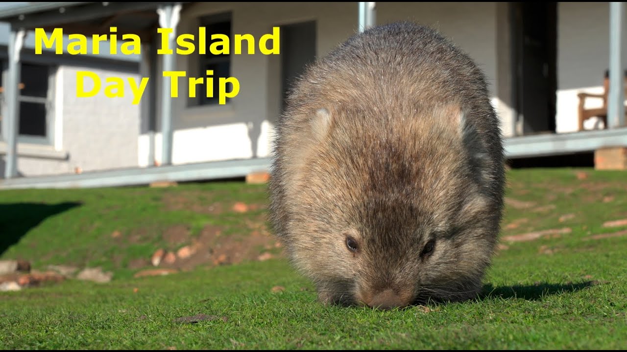 Maria Island Tasmania: Wombats Paradise, Fossils & Painted Cliffs | 4K HDR Travel Vlog