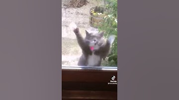 Thumbnail of Cat v Darude Sandstorm