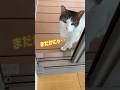 定時退勤する猫