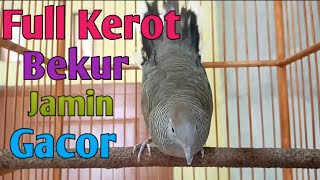 Perkutut kerot bekur