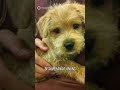 Pria Adopsi 3 Anak Anjing, Tapi Ternyata Dis*ksa #shorts