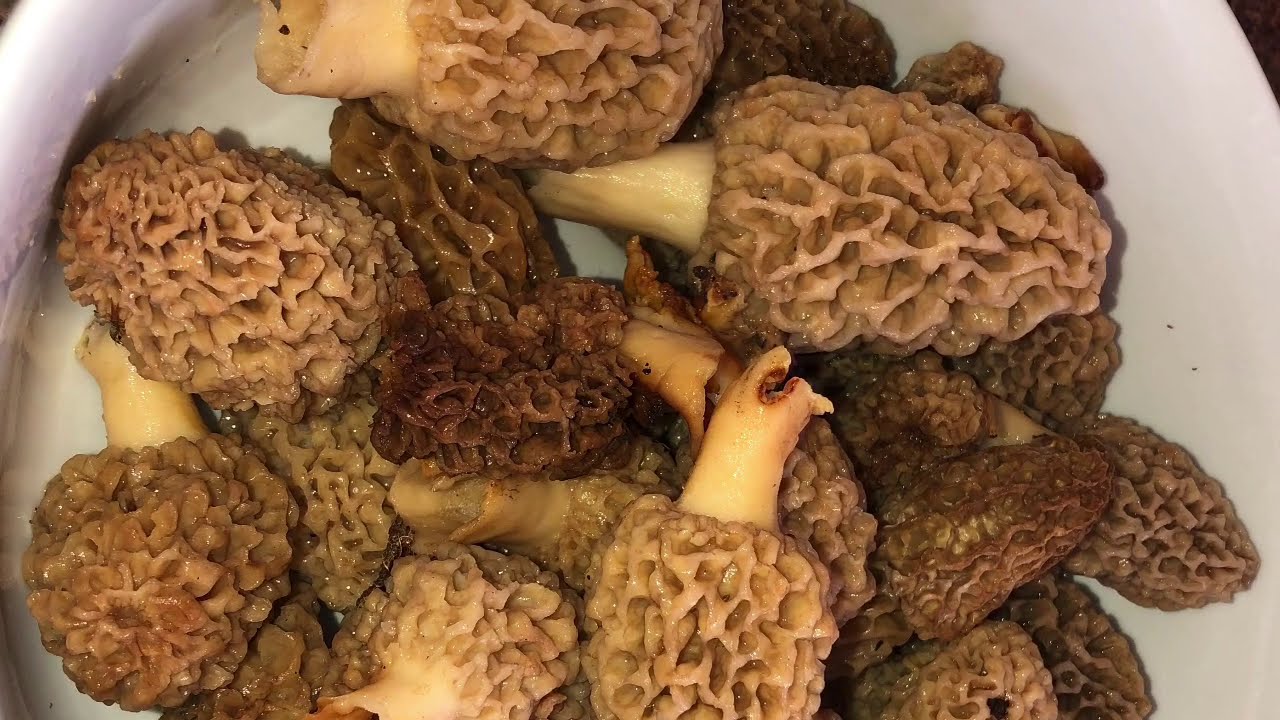 How To Find Morel Mushrooms In Arkansas