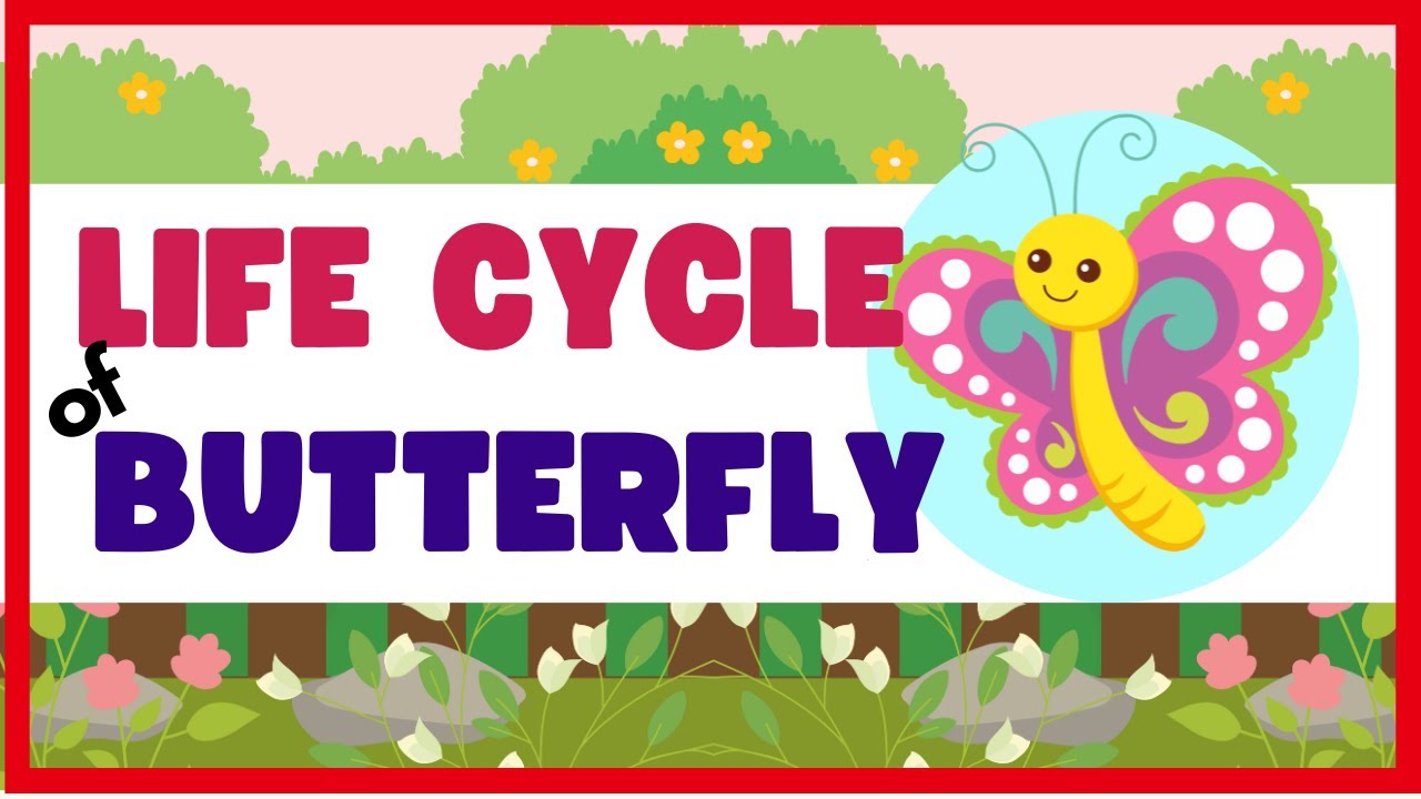 SCIENCE SUBJECT/TOPIC: LIFE CYCLE OF A BUTTERFLY / Preschool and ...
