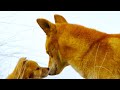 Dingo Puppy Development and Behavior