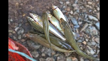 Câu Cá Bóng Đục/Phước An/Nhơn Trạch