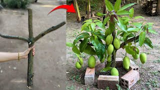 How to grafting mango trees with aloe vera to get fast fruit in a short time